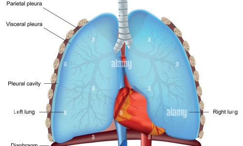 带刺枸橘种子催芽最简单三个步骤-【枸橘刺伤肝还是养肝】枸橘尖的功效 - 枸橘刺药用网
