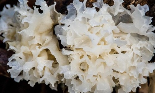 枸橘刺种子播种方法-【枸橘刺伤肝还是养肝】枸橘尖的功效 - 枸橘刺药用网