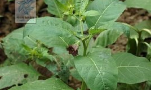 【枸橘刺伤肝还是养肝】枸橘尖的功效 - 枸橘刺药用网